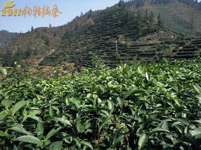 探秘江西狗牯脑茶厂 一盏传承百年的硒茶香